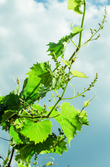 Wunder schöner gepflegter Garten