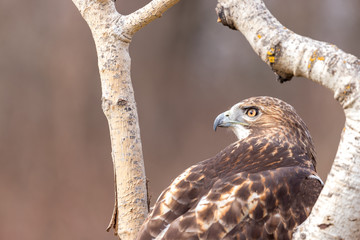 A red tailed hawk framed between birch trees