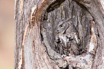 A grey eastern screech owl camouflaged in a tree trunk