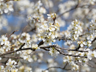 Blühende Pflaumen, Prunus, im Frühling
