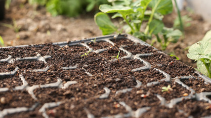 Gardening tools and seedlings in a greenhouse
