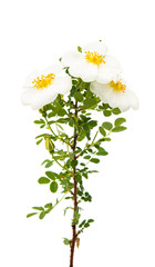 wild rose flower isolated