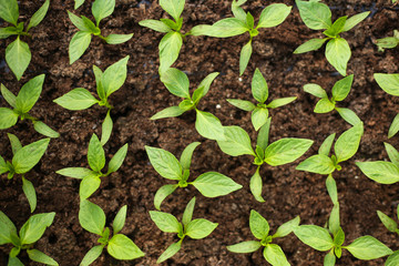Gardening tools and seedlings in a greenhouse