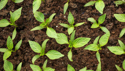 Gardening tools and seedlings in a greenhouse
