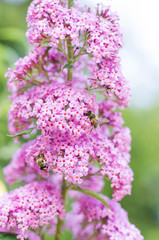 Flieder im Frühling