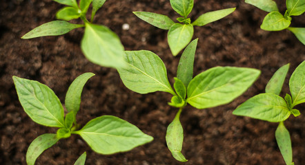 Gardening tools and seedlings in a greenhouse