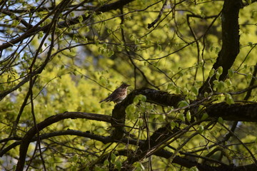 Song thrush