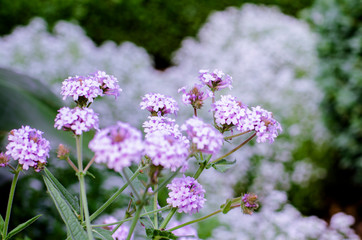 Wunder schöner gepflegter Garten