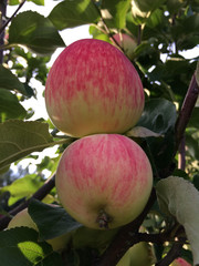 red, apple, delicious, farm, freshness, fall, orchard, diet, color, medicinal, botanic, horizontal, large, cream, vibrant, macro, floral, vegetable, medicine, flora, object, ornamental, outdoors, swee