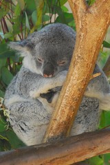 Koala Bear in Tree