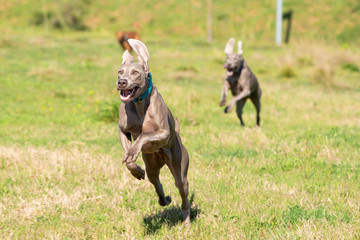 Two weimaraner dogs running through nature.