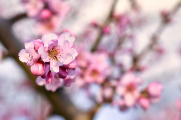 Pink almond blossom flower in bloom on German 'Prunus Dulcis',  subscpecies 'Perle der Weinstrasse', tree in early spring on blurry background