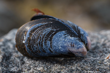 blue mussels on a rock in the Norwegian coastline. 