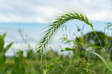 Summer grass and vegetation in the prairie.  Dixon waterfowl refuge, Illinois, USA.