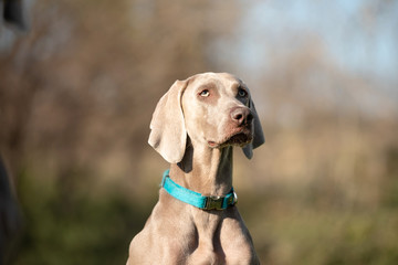 A weimaraner dog in the forest.