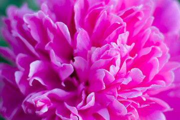 Beautiful pink peony flower close up. Beautiful abstract background.