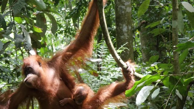 Slow motion shot of wild orangutan with young baby swinging from tree to tree in Bukit Lawang, Sumatra, Indonesia