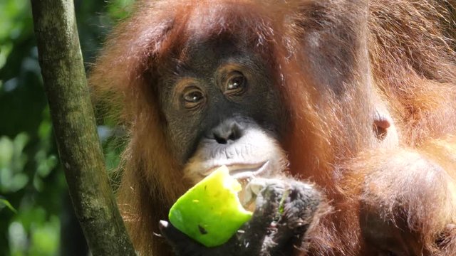 Closeup shot of wild orangutan and her baby eating watermelon in Bukit Lawang, Sumatra, Indonesia