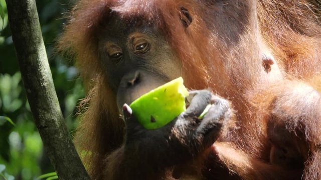 Closeup slow motion shot of wild orangutan and her baby eating watermelon in Bukit Lawang, Sumatra, Indonesia