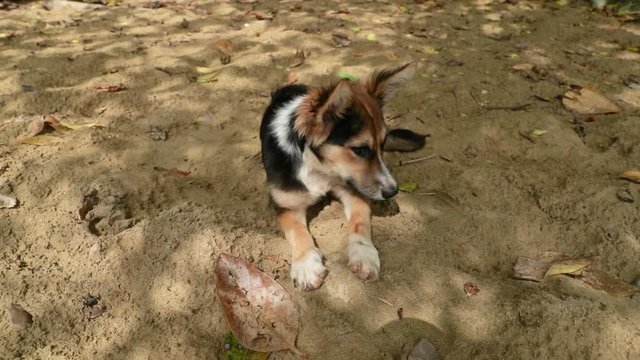 Beautiful puppy laying on a sandy beach at Pirates Bay in Tobago.