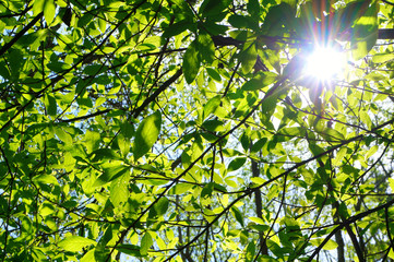 Fototapeta na wymiar Sunlight getting through the tree during spring green and fresh time. 