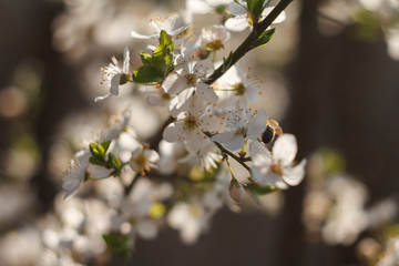 blooming cherry tree