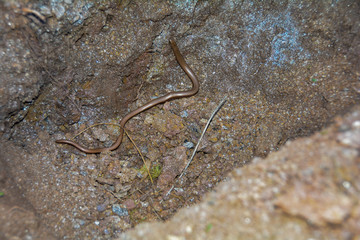 One  blindworm on earth