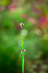 Buddhistischer Garten im Sommer
