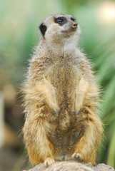 Meerkat standing at attention