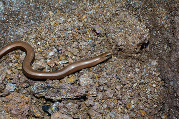 A brown blindworm on earth