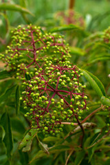 wildflowers and vegetation at the dixon waterfowl refuge, Illinois.