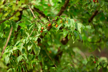 Buddhistischer Garten im Sommer