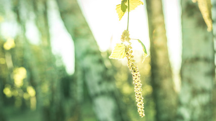 las z bliska © Franciszek