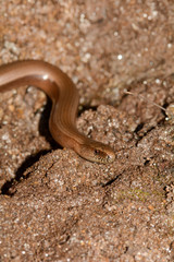 The head one a blindworm  on earth