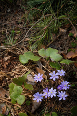 Top view of beautiful snowdrops growing in the forest. The first spring flowers. The beginning of spring in the forest. Wildflowers. The concept of spring.