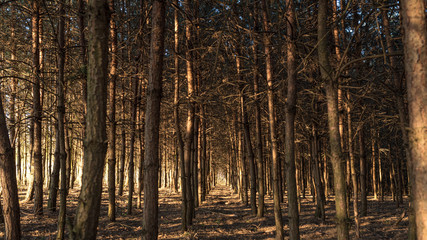 las iglasty Polska, Śląsk © Franciszek