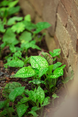 Buddhistischer Garten im Sommer