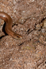 A blindworm  on earth