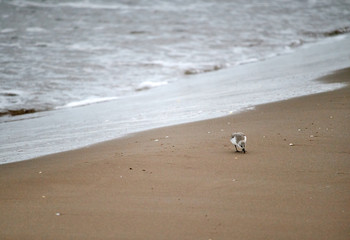 Calidris alba or tridactyl seal running on the beach shore