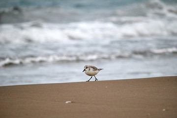 Calidris alba or tridactyl seal running on the beach shore