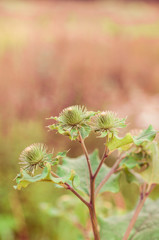 Buddhistischer Garten im Sommer