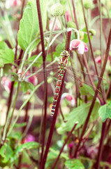 Buddhistischer Garten im Sommer