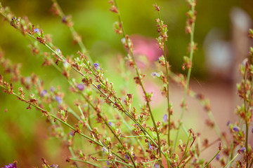 Buddhistischer Garten im Sommer