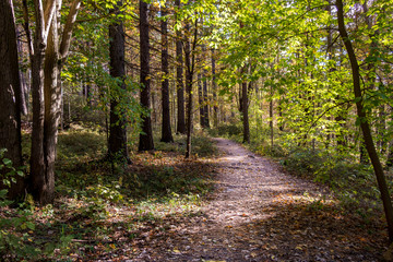 Trail in the woods in beautiful verdant Finnish forest.