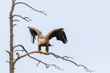 White-tailed eagle is sitting on dead pine