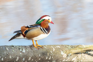 Beautiful male duck, Mandarin Duck (Aix galericulata) standing on trunk.