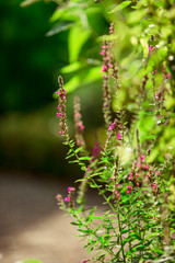 Buddhistischer Garten im Sommer