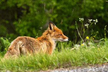 Red fox (vulpes vulpes) standing side of the road.
