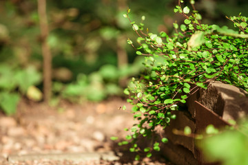 Buddhistischer Garten im Sommer