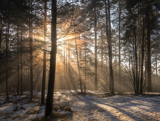 A cold winter day on the forest. Light rays coming behind the trees.